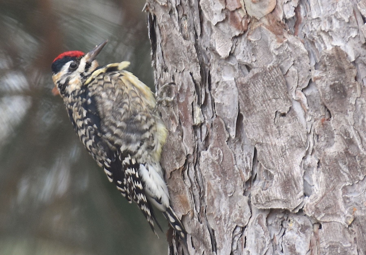 Effingham Water Authority